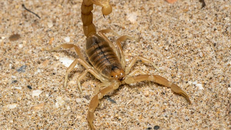 Más de 100 personas picadas por alacranes en lo que va de 2025