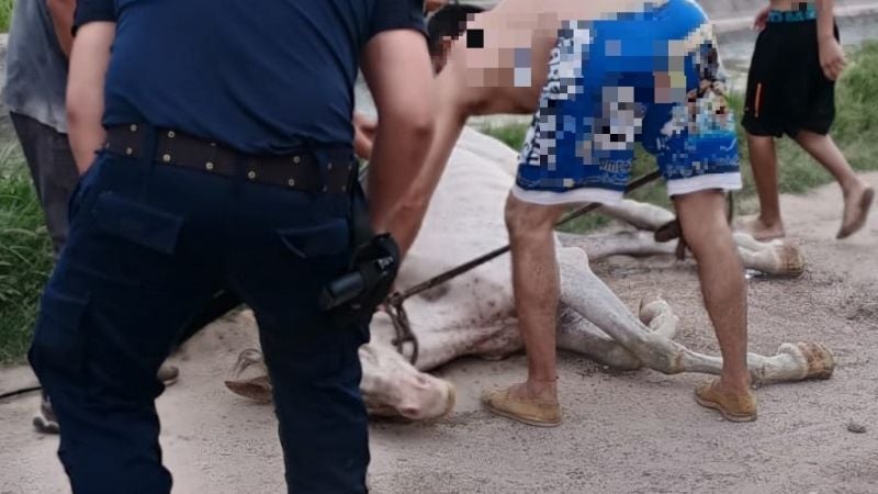 Rescate exitoso de un caballo que cayó a un canal de riego en Sumalao