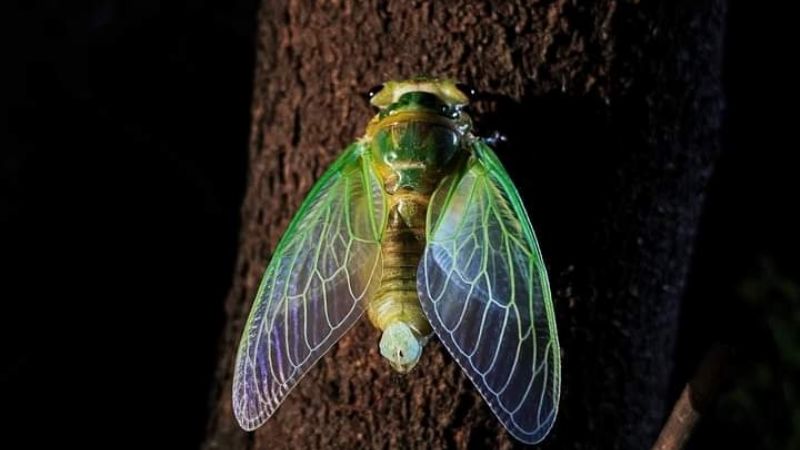 Cuando el monte avisa: el canto del coyuyo como señal del verano y del cambio ambiental