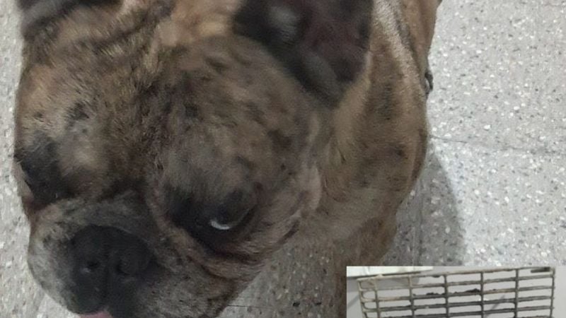 Insólito: le robó el bulldog francés a su abuelo