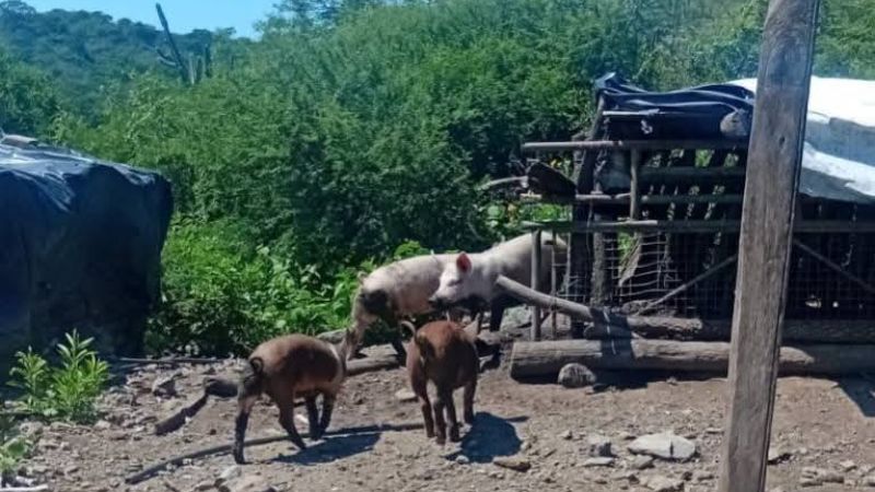 Trabajo rural: detectan explotación laboral en Ancasti