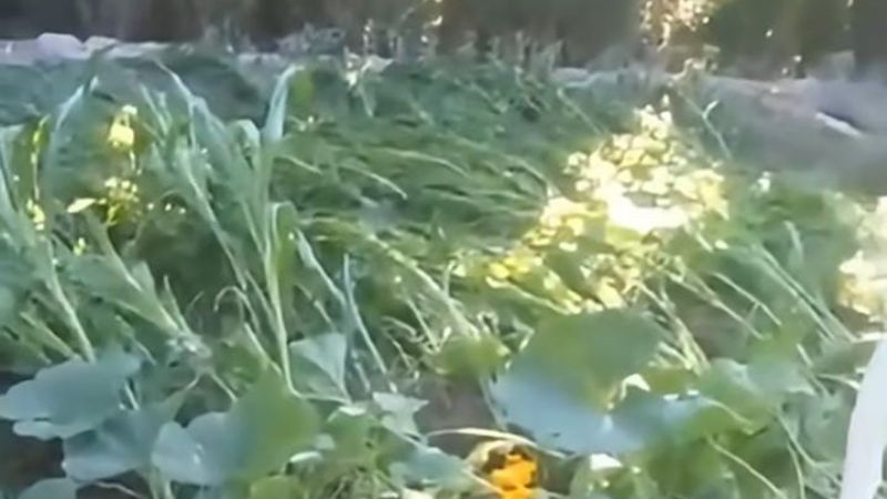 Devastador: el granizo causó estragos en la producción de Punta del Agua