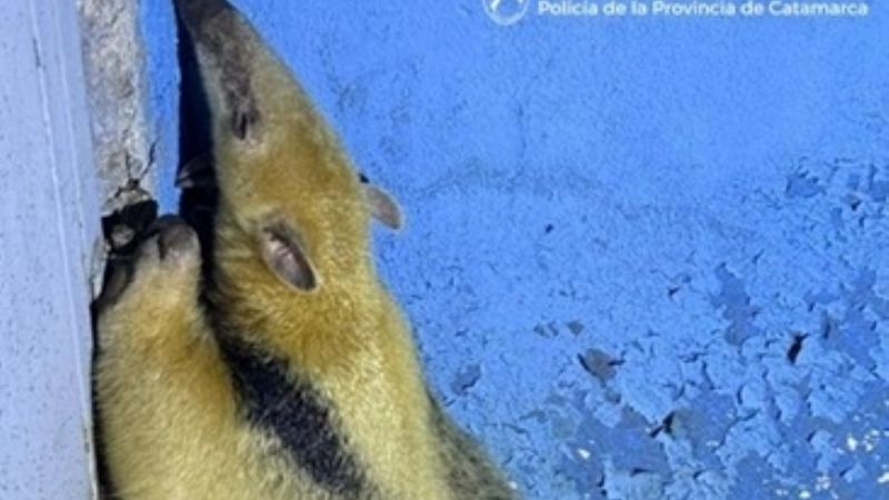 Resguardan un oso melero en el sector