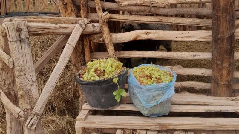 Loros atacaron viñedos en Fiambalá y provocaron importantes pérdidas