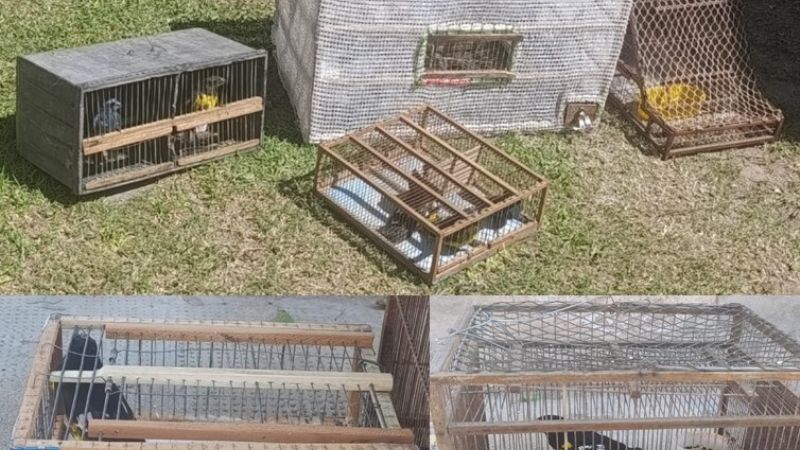 Liberan 13 aves y destruyen tramperas durante un control en Ancasti