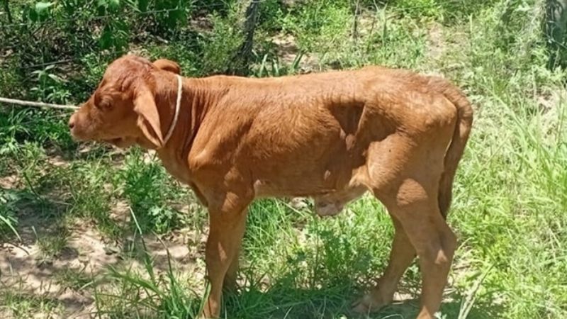 Incautaron un animal robado