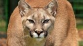 Un puma entró en una casa y desató el terror