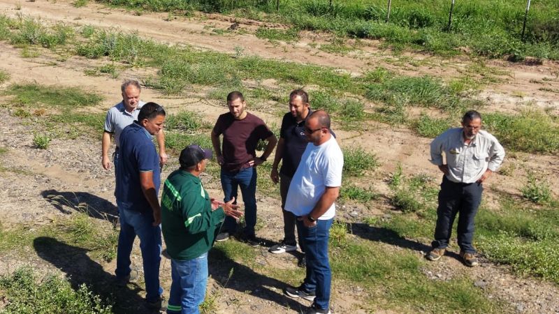 Hormigas atacan las rutas y hunden el pavimento