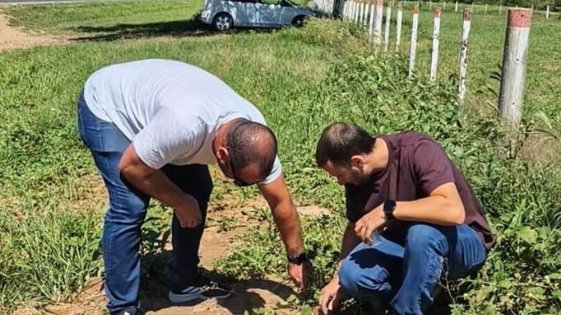 Hormigas atacan las rutas y hunden el pavimento