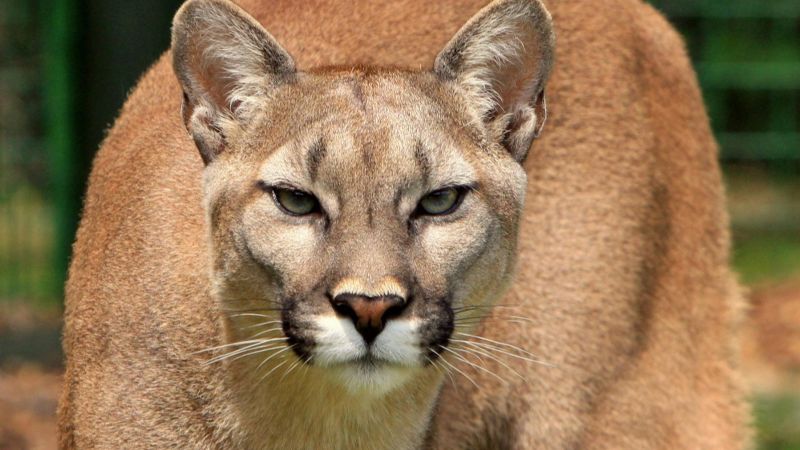 Un puma entró en una casa y desató el terror