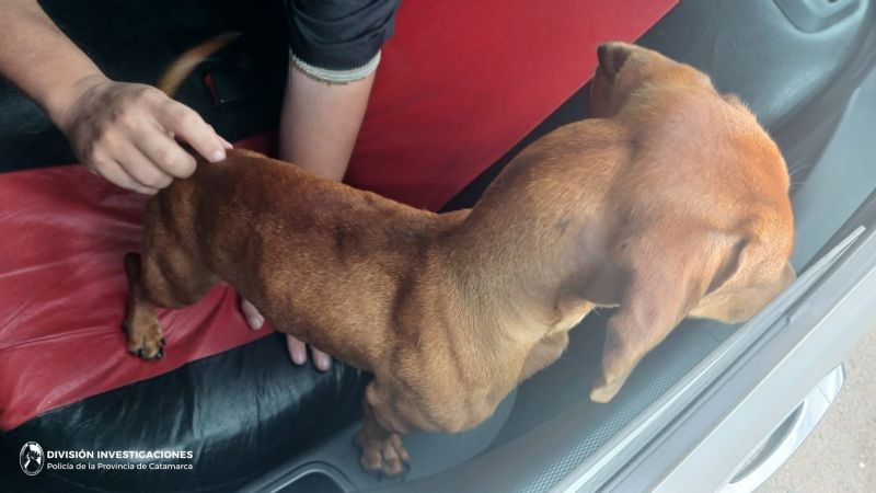 Recuperan un perro denunciado como sustraído