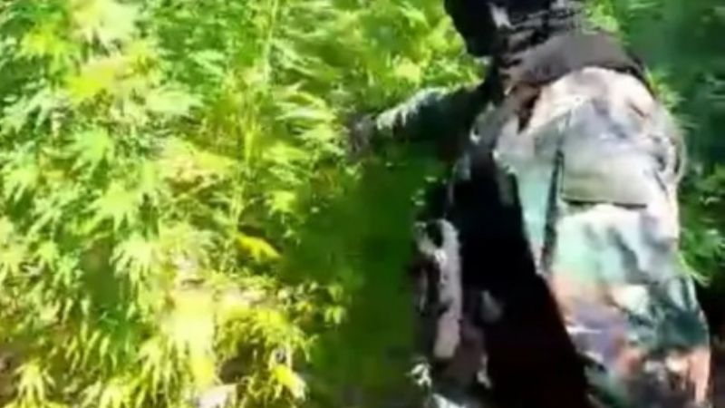 Incautan 1.200 plantas de marihuana en Santiago del Estero