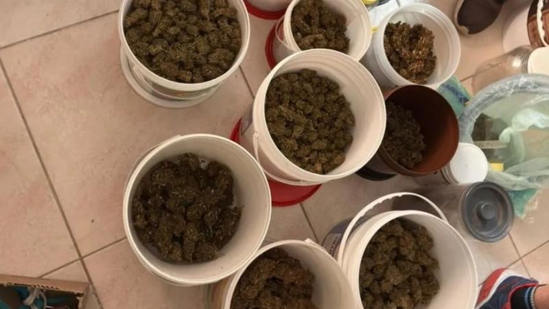 Incautan 1.200 plantas de marihuana en Santiago del Estero