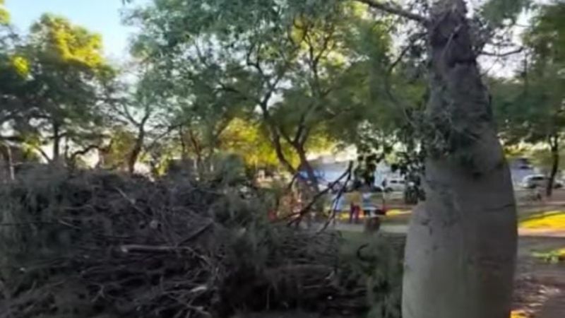 Malestar vecinal por la tala de árboles en la Plaza El Aborigen