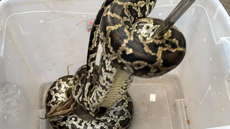 ¡Que susto! Encontró una lampalagua en su casa