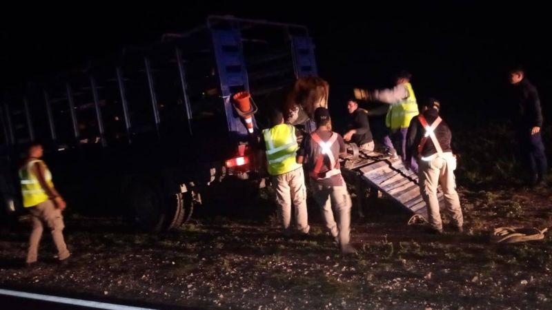 Increíble: Dueños de animales sueltos se quejan por el secuestro de los ejemplares