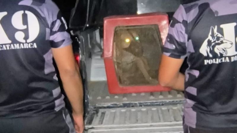 Capturaron al perro pitbull que atacó a dos personas en Banda de Varela