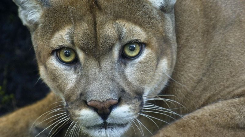 Profunda indignación por el ataque a un puma en Catamarca
