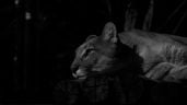 Denunciaron penalmente al hombre que maltrató a un puma en Ambato