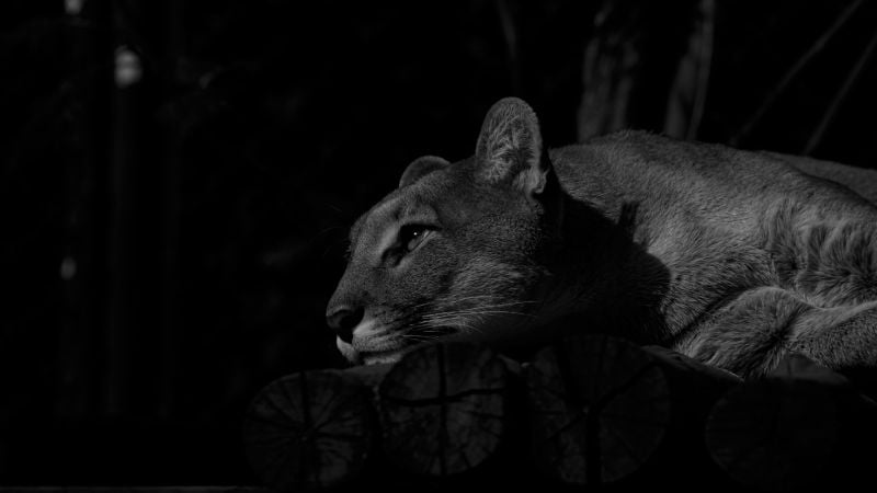 Denunciaron penalmente al hombre que maltrató a un puma en Ambato