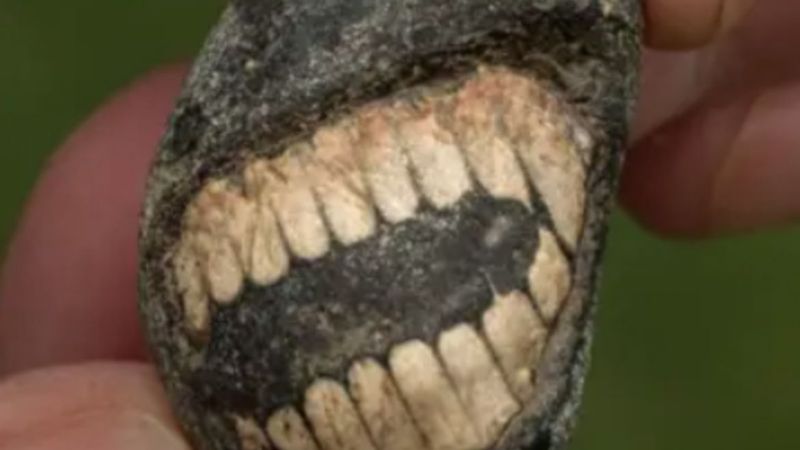 Una “piedra sonriente” revela un fósil marino de 500 millones de años