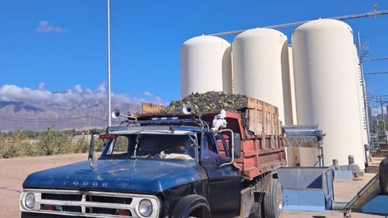 Comenzó la vendimia y entrega de fruto a la mostera en Tinogasta