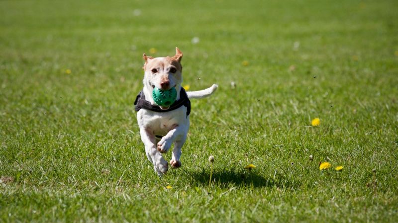 Corre con tu mejor amigo peludo: Maratón solidaria para mascotas en Catamarca