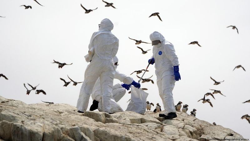 Declaran emergencia por gripe aviar y blindan la producción en Uruguay