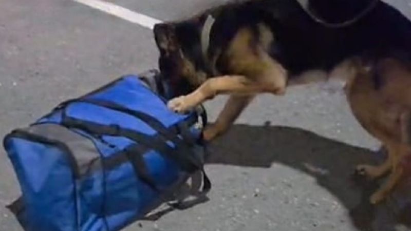 Secuestran casi 4 kilos de marihuana en un colectivo y detienen a un joven