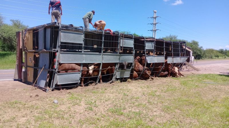 Volcó un camión con animales en Santa Rosa