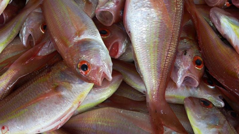 Pescado para Todos: este viernes habrá una nueva jornada en Valle Viejo