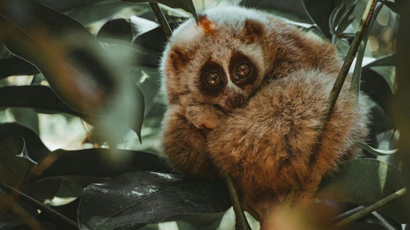 Es el único primate venenoso del mundo y está en riesgo de desaparecer por el tráfico ilegal