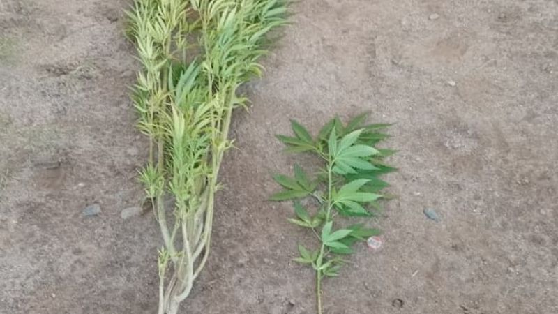 Secuestran plantas de marihuana en el Norte de la Capital
