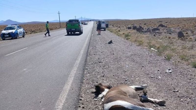 Chilenos atropellaron a un caballo, lo mataron y escaparon sin dejar rastros