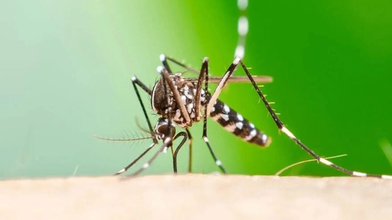 Salud detecta el primer caso de chikungunya en Catamarca