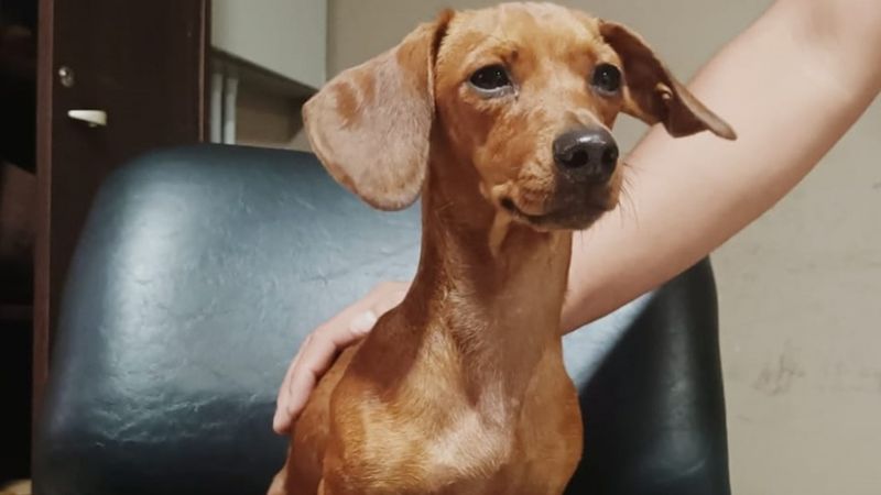 Recuperaron un perro robado