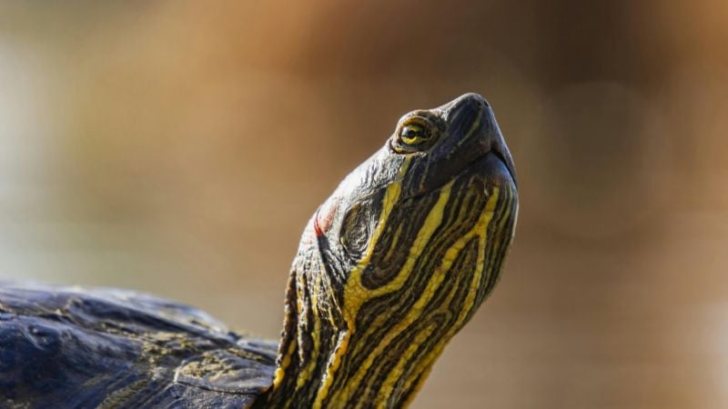 Córdoba tendrá el primer centro de rescate de tortugas terrestres del país