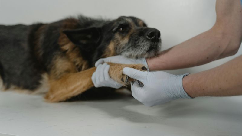 Córdoba contará con el primer Hospital Veterinario Municipal de urgencias del país