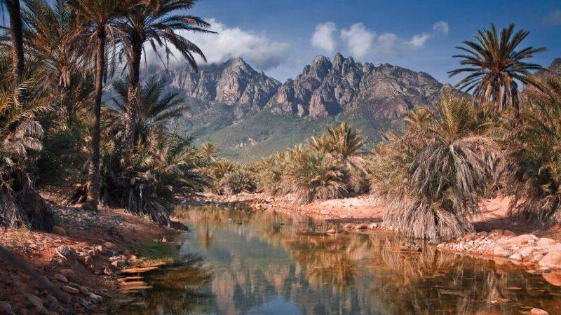 Socotra, el laboratorio natural que sorprende al planeta