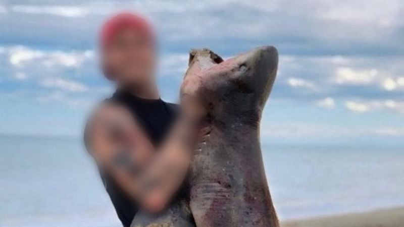 Investigan en Chubut la captura ilegal de un tiburón protegido y podría sentar precedente
