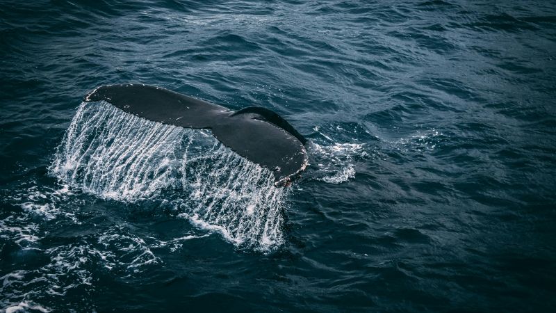 La ballena Sei reaparece tras casi 100 años y deslumbra en aguas argentinas