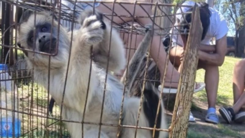 GNA rescató un mono carayá en cautiverio en el Barrio "Puerta de Hierro"
