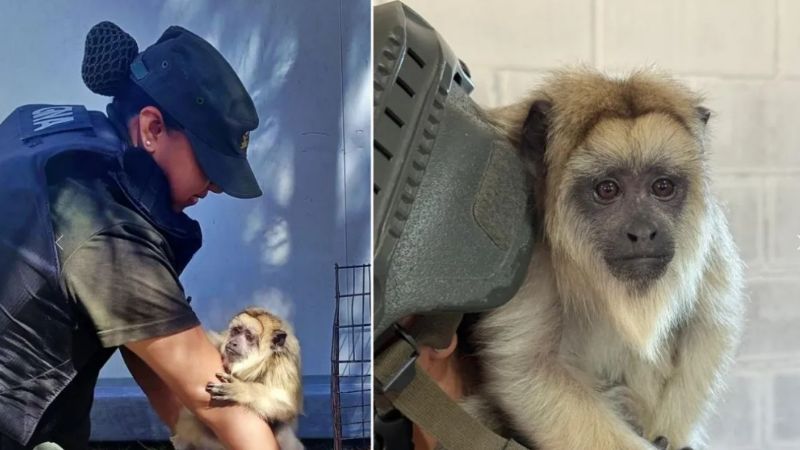 GNA rescató un mono carayá en cautiverio en el Barrio "Puerta de Hierro"