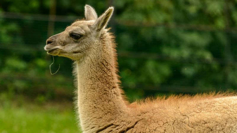 Impulsan la carne de guanaco como nueva identidad gastronómica patagónica
