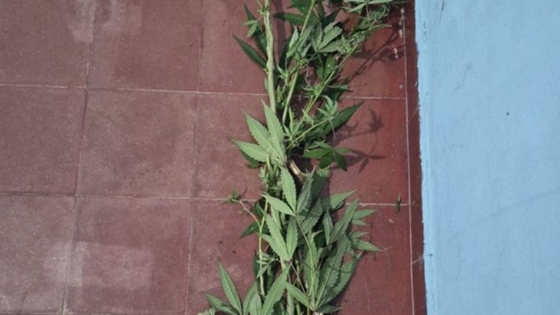 Detuvieron a joven por robo y secuestran marihuana