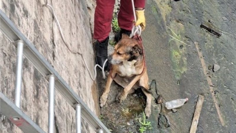 Rescate heroico en Catamarca: salvan a un perro atrapado en un vertedero