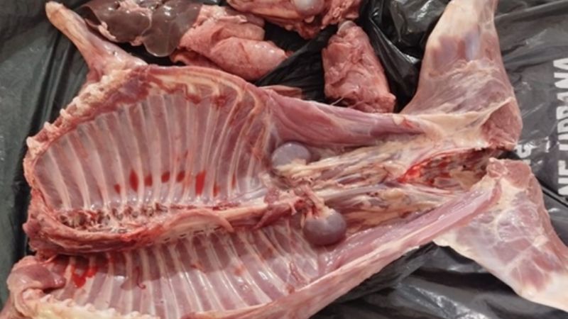Denunció que le robaron un cabrito, y la policía lo encontró faenado