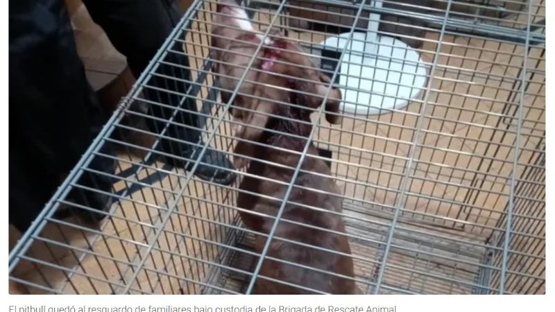 Un pitbull atacó brutalmente a una nena y debieron asfixiarlo para que la suelte