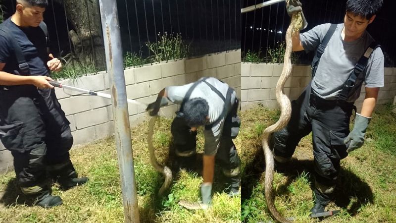 Capturaron una lampalagua en la Gruta de la Virgen del Valle