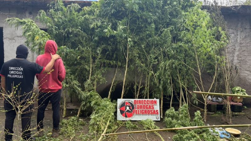 Golpe al narcomenudeo: dos detenidos y secuestro de plantas, semillas y droga
